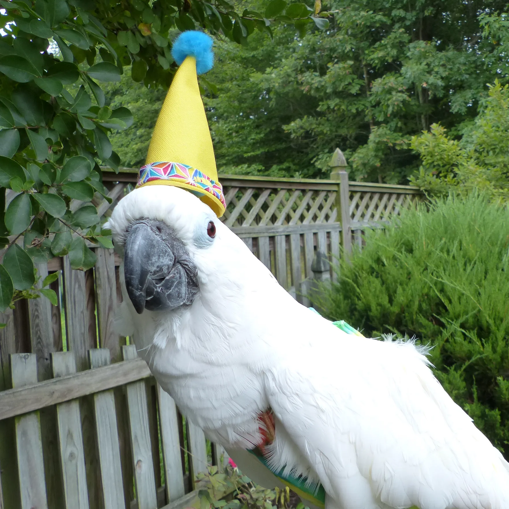 Birthday BirdieBonnet