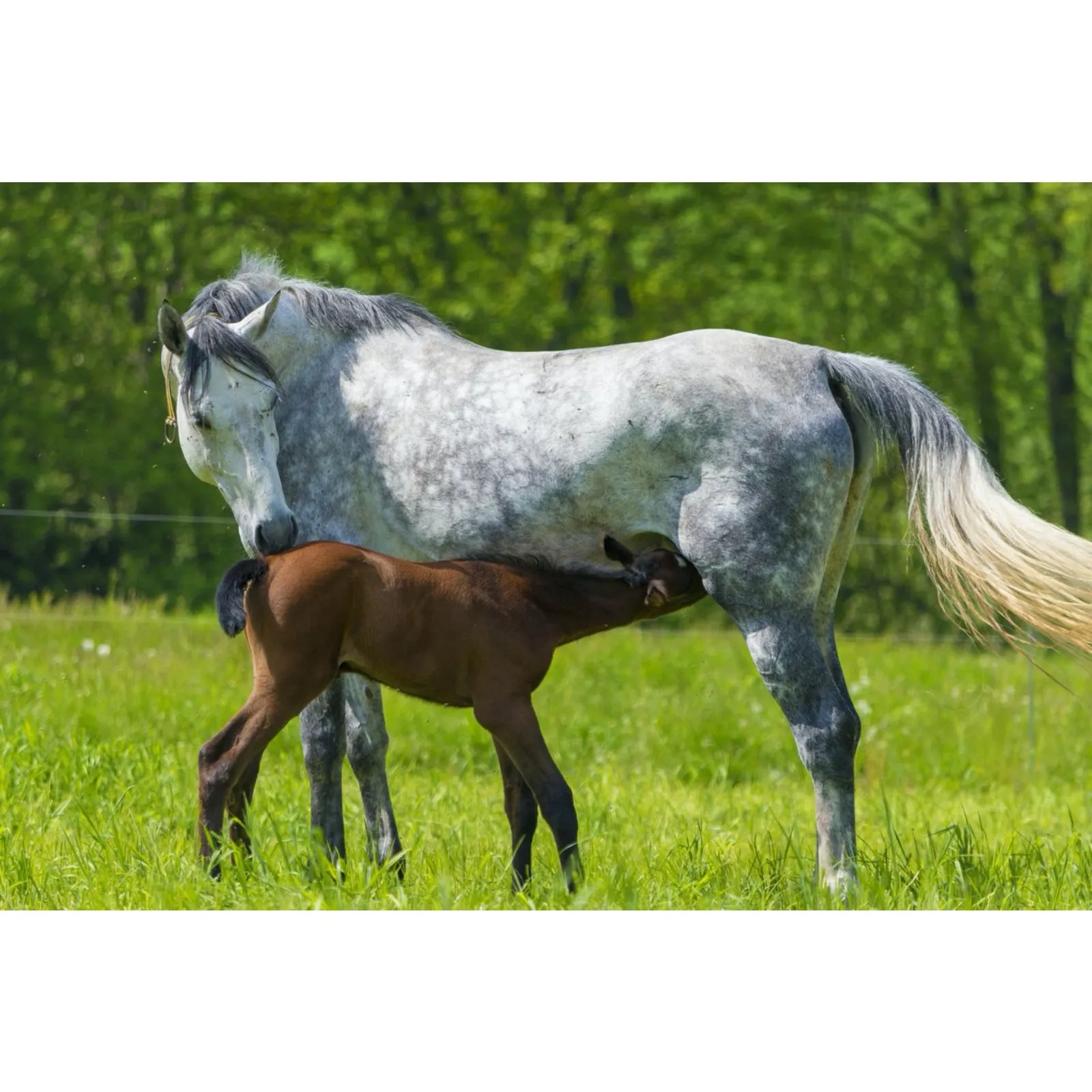 Mothering Plus - Equine
