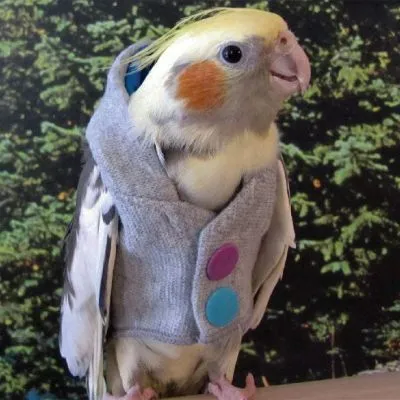 Rainbow Hoodie