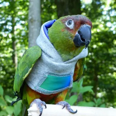 Rainbow Hoodie
