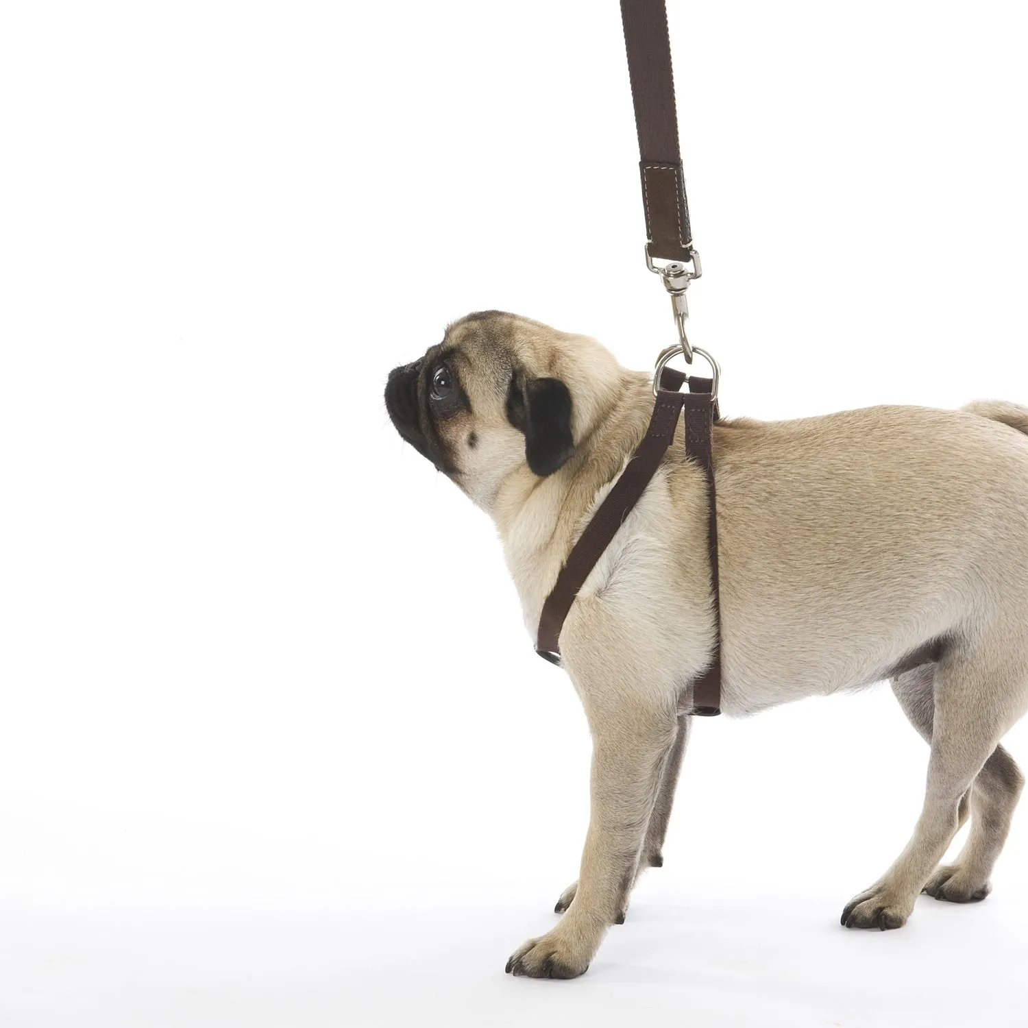 Ring Harness Dog Lead